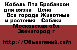 Кобель Пти Брабансон для вязки › Цена ­ 30 000 - Все города Животные и растения » Собаки   . Московская обл.,Звенигород г.